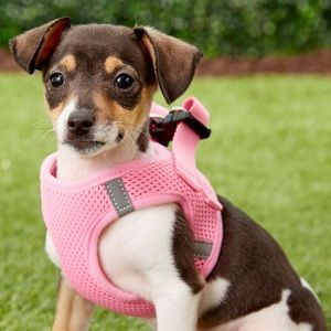 Frisco Dog Harness Padded Vest
